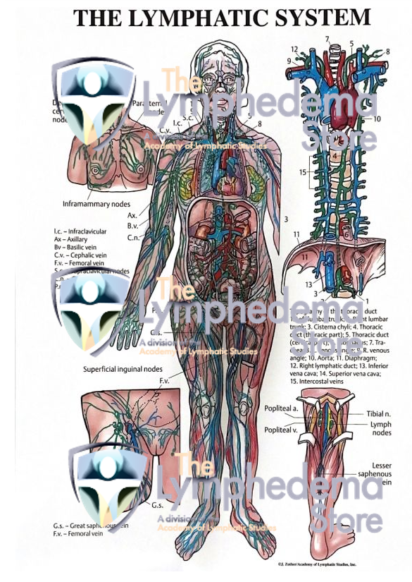 Limf Body The Lymphedema Store